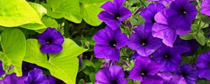 Preview wallpaper surfinia, flowers, petals, purple