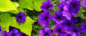 Preview wallpaper surfinia, flowers, petals, purple