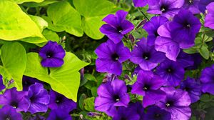 Preview wallpaper surfinia, flowers, petals, purple