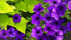 Preview wallpaper surfinia, flowers, petals, purple