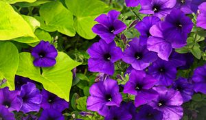 Preview wallpaper surfinia, flowers, petals, purple