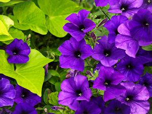 Preview wallpaper surfinia, flowers, petals, purple
