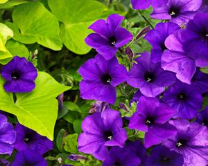 Preview wallpaper surfinia, flowers, petals, purple