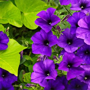 Preview wallpaper surfinia, flowers, petals, purple