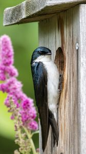 Preview wallpaper swallow, bird, birdhouse, flowers