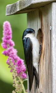 Preview wallpaper swallow, bird, birdhouse, flowers