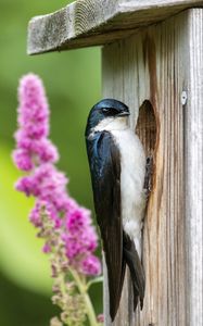 Preview wallpaper swallow, bird, birdhouse, flowers