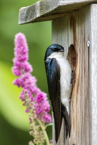 Preview wallpaper swallow, bird, birdhouse, flowers