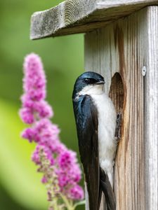 Preview wallpaper swallow, bird, birdhouse, flowers