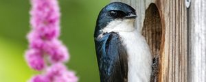 Preview wallpaper swallow, bird, birdhouse, flowers