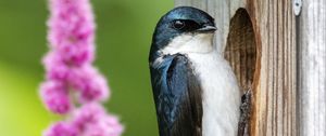 Preview wallpaper swallow, bird, birdhouse, flowers