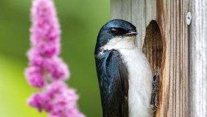 Preview wallpaper swallow, bird, birdhouse, flowers