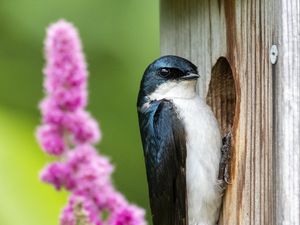 Preview wallpaper swallow, bird, birdhouse, flowers