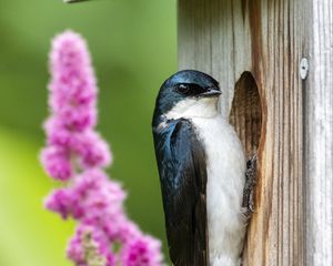 Preview wallpaper swallow, bird, birdhouse, flowers