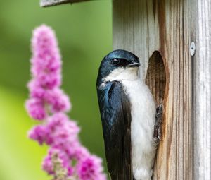 Preview wallpaper swallow, bird, birdhouse, flowers