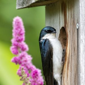 Preview wallpaper swallow, bird, birdhouse, flowers