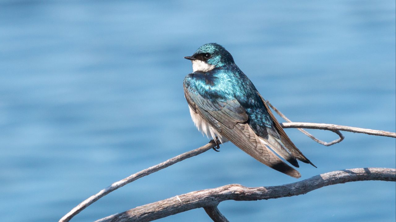 Wallpaper swallow, bird, branch