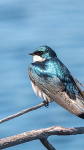 Preview wallpaper swallow, bird, branch