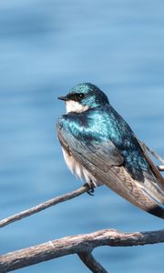 Preview wallpaper swallow, bird, branch