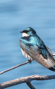 Preview wallpaper swallow, bird, branch