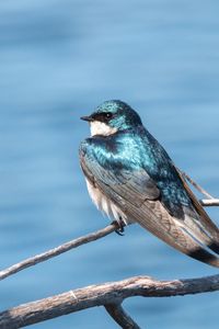 Preview wallpaper swallow, bird, branch