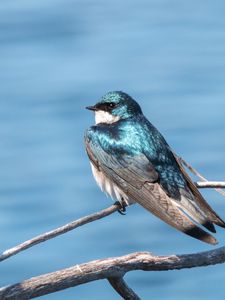 Preview wallpaper swallow, bird, branch