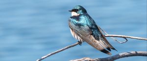 Preview wallpaper swallow, bird, branch