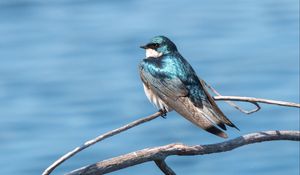 Preview wallpaper swallow, bird, branch