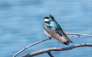 Preview wallpaper swallow, bird, branch