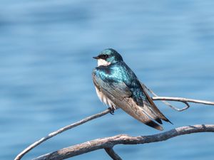 Preview wallpaper swallow, bird, branch