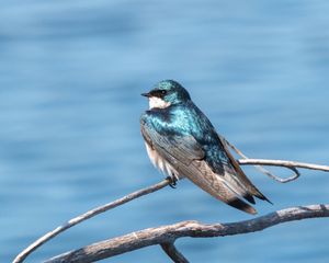 Preview wallpaper swallow, bird, branch