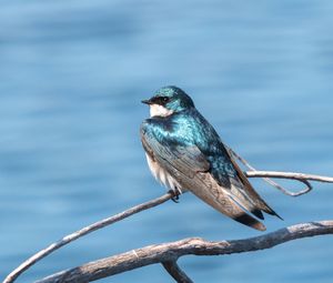 Preview wallpaper swallow, bird, branch