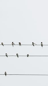 Preview wallpaper swallows, birds, wires, minimalism