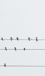 Preview wallpaper swallows, birds, wires, minimalism