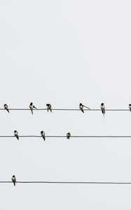 Preview wallpaper swallows, birds, wires, minimalism