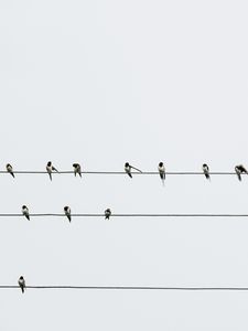 Preview wallpaper swallows, birds, wires, minimalism