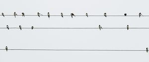 Preview wallpaper swallows, birds, wires, minimalism