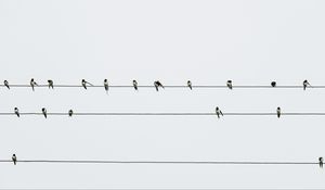 Preview wallpaper swallows, birds, wires, minimalism