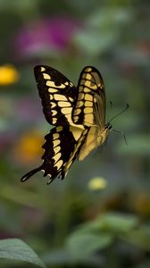 Preview wallpaper swallowtail, butterfly, blur, macro