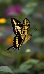 Preview wallpaper swallowtail, butterfly, blur, macro