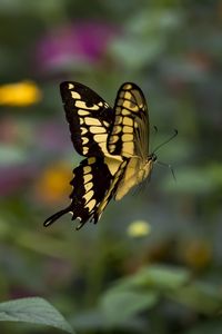 Preview wallpaper swallowtail, butterfly, blur, macro