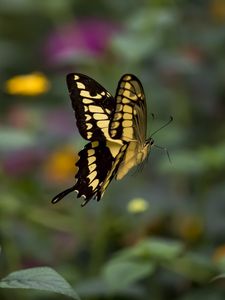 Preview wallpaper swallowtail, butterfly, blur, macro