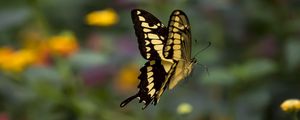 Preview wallpaper swallowtail, butterfly, blur, macro