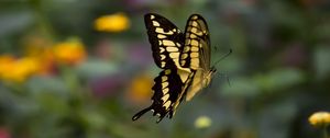 Preview wallpaper swallowtail, butterfly, blur, macro