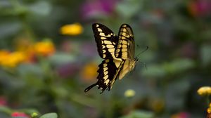 Preview wallpaper swallowtail, butterfly, blur, macro