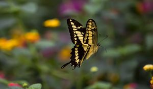 Preview wallpaper swallowtail, butterfly, blur, macro