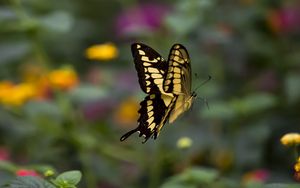Preview wallpaper swallowtail, butterfly, blur, macro