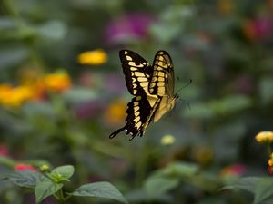 Preview wallpaper swallowtail, butterfly, blur, macro