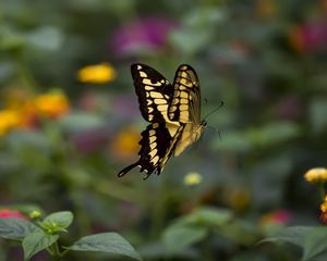 Preview wallpaper swallowtail, butterfly, blur, macro