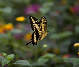 Preview wallpaper swallowtail, butterfly, blur, macro